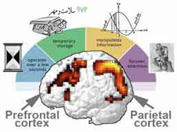 HCP پروژه پیش بینی ضریب هوشی وکمک به تحقیقات اوتیسم، آلزایمر، اسکیزوفرنی و خوانش پریشی با کمک اسکن مغزی FMRI و الگوریتم یادگیری ماشین 